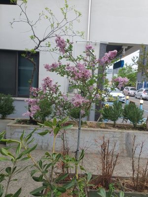 예배당 앞에 핀 라일락